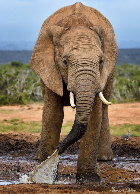 Elephant bull having a drink