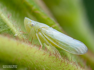 Leafhopper (Cicadellidae) - P5240711