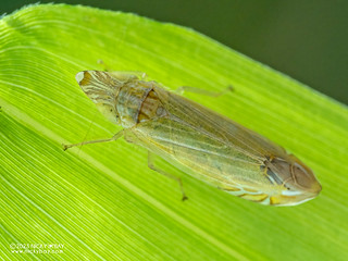 Leafhopper (Cicadellidae) - P5240587