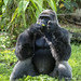 			<p><a href="https://www.flickr.com/people/hrother/">Harry Rother</a> posted a photo:</p>
	
<p><a href="https://www.flickr.com/photos/hrother/52961716137/" title="Western Lowland Gorilla"><img src="https://live.staticflickr.com/65535/52961716137_91ee3f98e8_m.jpg" width="240" height="192" alt="Western Lowland Gorilla" /></a></p>

<p>Disney Animal Kingdom</p>
