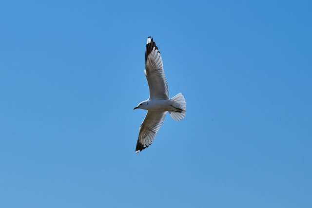Freedom In The Blue Sky - 2
