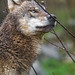 Young wolf sniffing twig