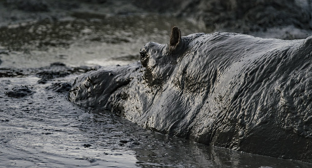 A big hippo hidding in mud