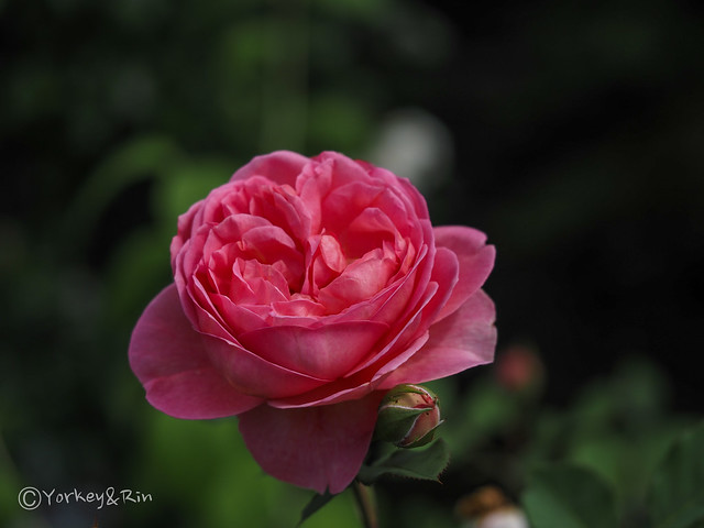 2023 Spring rose #7