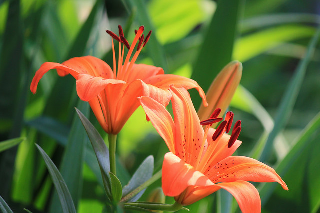 Day Lilies . . .