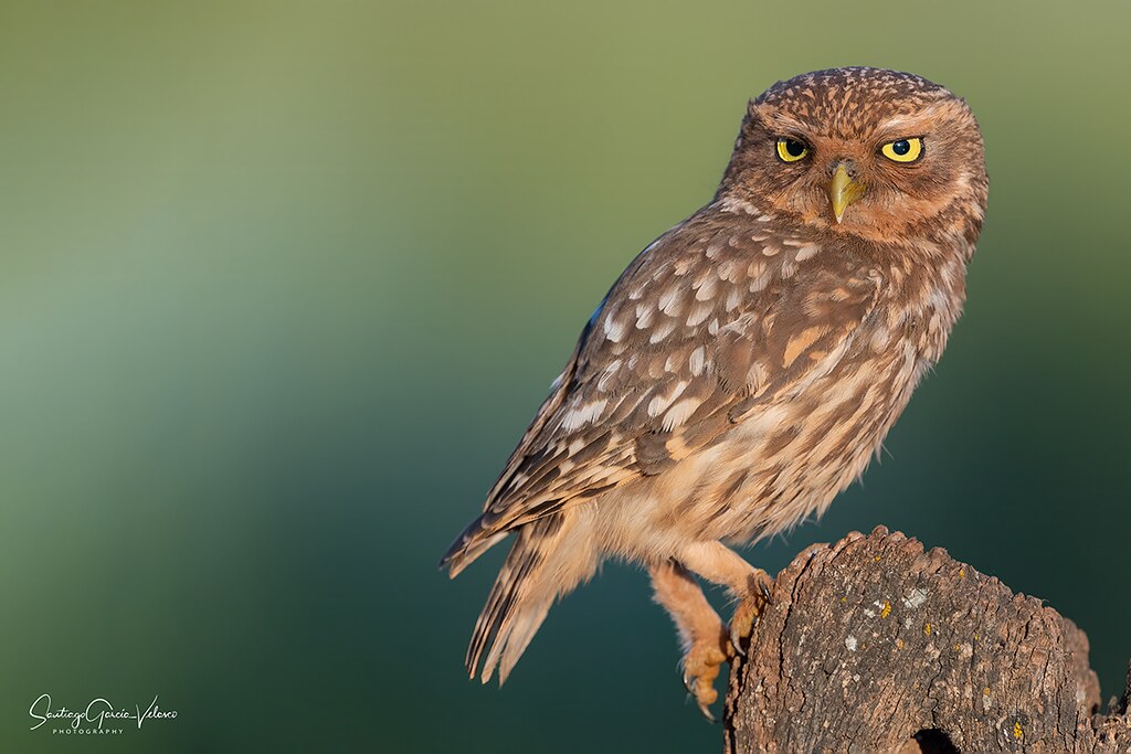 Mochuelo europeo / Little Owl (Athene noctua)