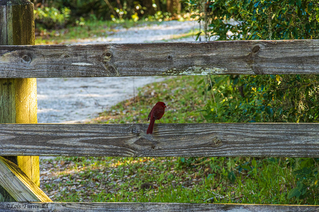 Cardinal on the Fence - HFF