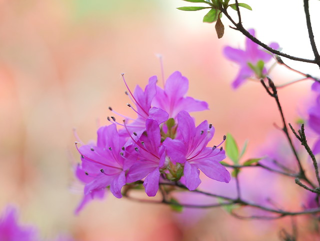 Rhododendron's kingdom (12). In lilac tones...