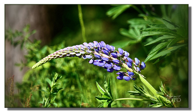 Freitagsblümchen - wilde Lupine * Friday flowers - wild lupine