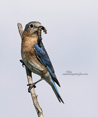 Eastern Bluebird  Lunch Is On The Way  copy