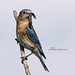 Eastern Bluebird  Lunch Is On The Way  copy