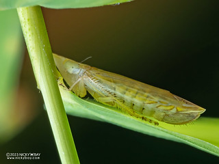 Leafhopper (Cicadellidae) - P5240580