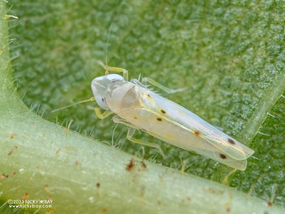 Leafhopper (Typhlocybinae) - P5240515