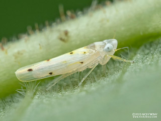 Leafhopper (Typhlocybinae) - P5240513