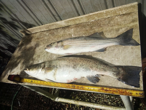 Photo of a speckled trout and a striped bass on a table