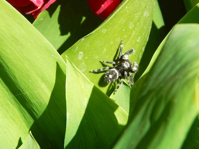 Black Spider on Tulip Leaf