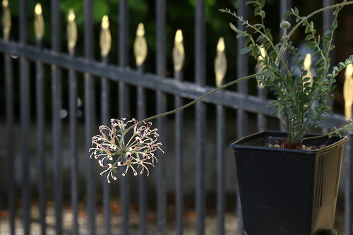 Pelargonium trifoliolatum