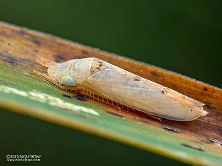 Leafhopper (Cicadellidae) - P5240571