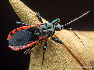 Millipede assassin bug (Ectrychotes sp.) - P5240460