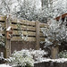 AR2021_0116_Sneeuw in tuin_5418
