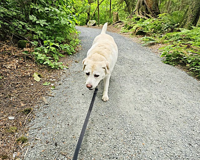 Gracie walking on the trail