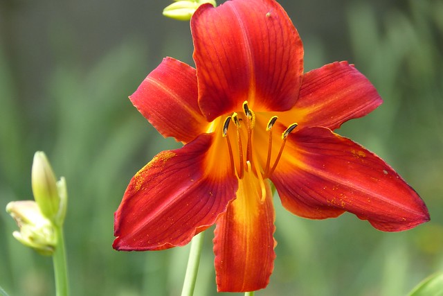 My first Daylily of the season