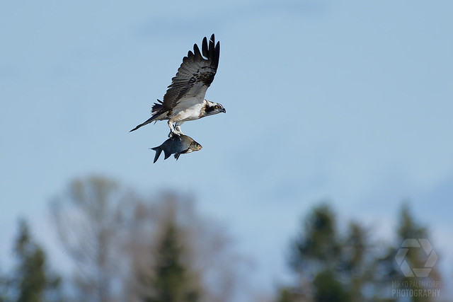 Osprey with fresh fish catch