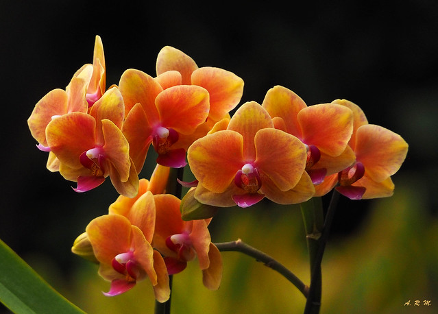 Orchid Splendour - Napili, Maui
