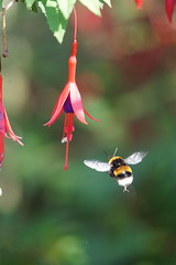 Bee and fuchsia in the garden