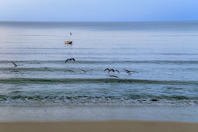 Seabirds skimming the waves, Salema, Spain
