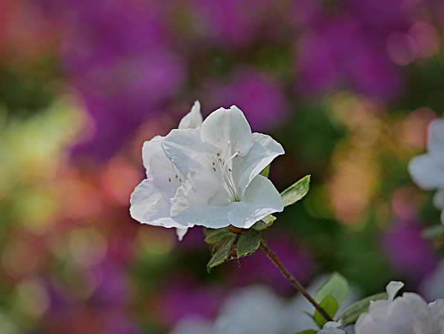 Rhododendron's kingdom (13)...
