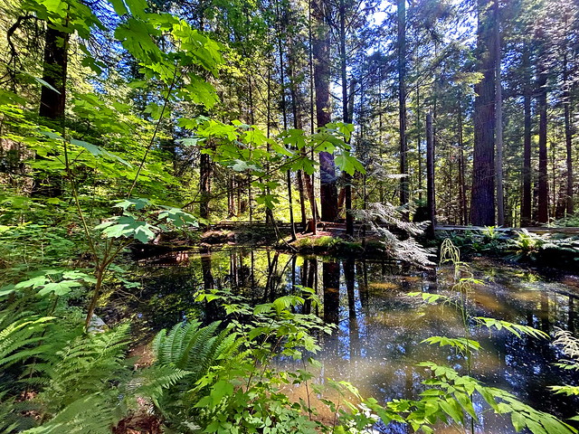 Enchanted rainforest: Water, reflections, greens, sunlight