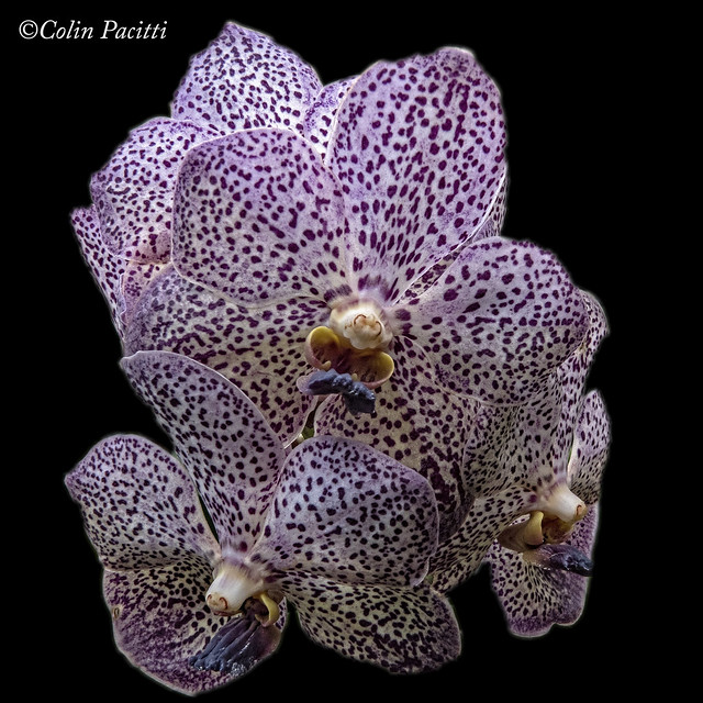 speckled orchids