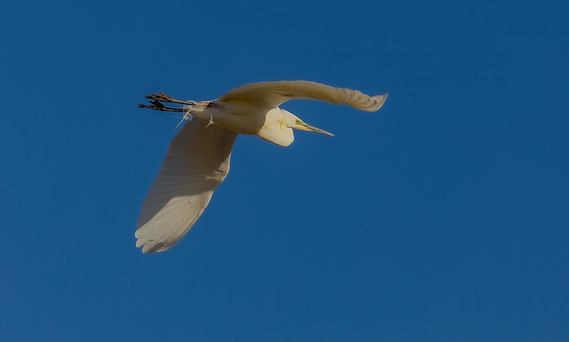 Great egret  / Mjallhegri (Ardea alba)