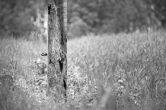 Alter Pfosten von einem Weidezaun .... Old post from a pasture fence