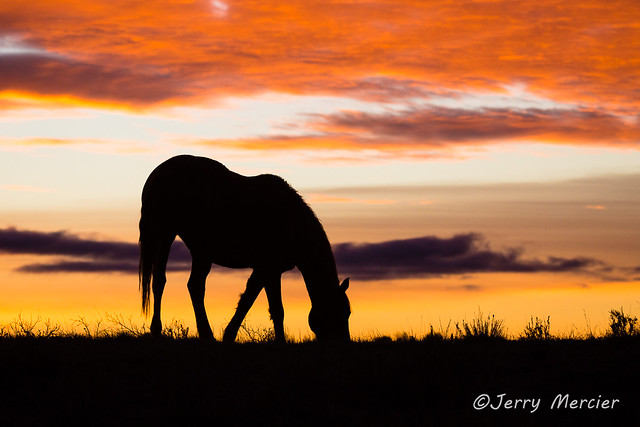 _VM_1839 - Wild horse at sunset.