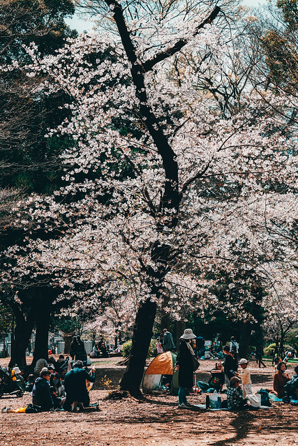 桜の木の下