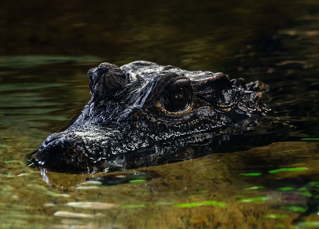 lurking Dwarf Crocodile...