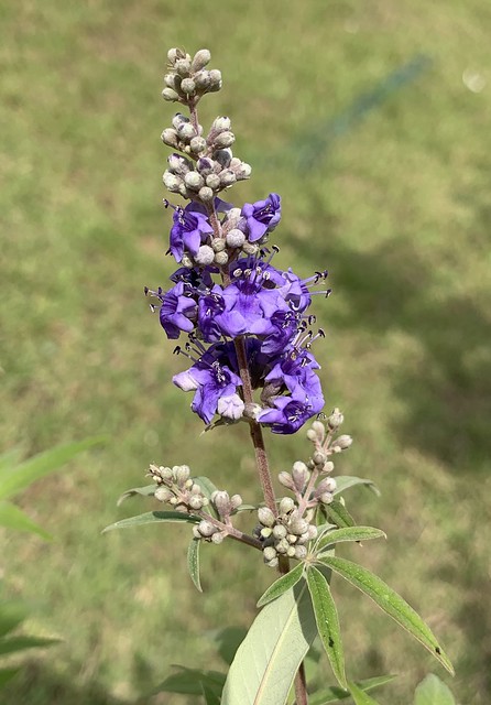 Stalk of vivid purple flowers