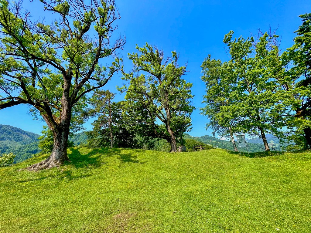 Trees on castle mountain near Auerburg castle ruins in Oberaudorf in Bavaria, Germany