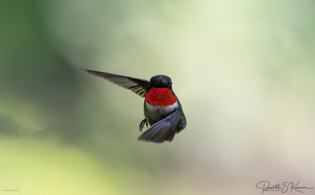 A male Ruby-throated Hummingbird