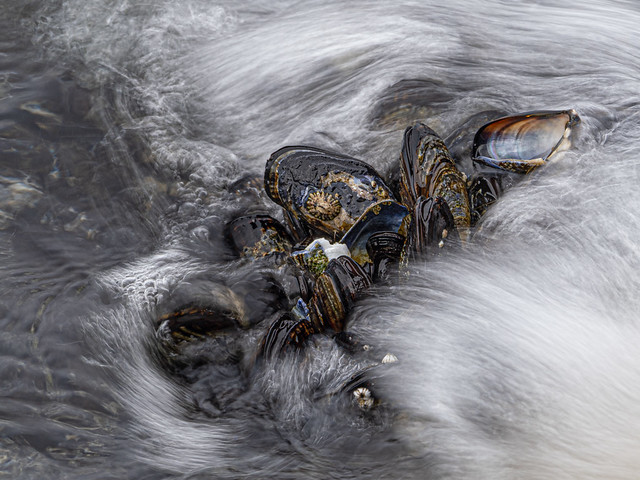 Mussels in Water Blur