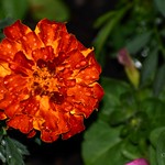 Marigold (159/365)