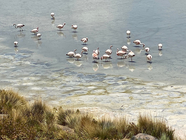 Flamingos Along Shoreline, Laguna Hedionda, Siloli Desert, Bolivia
