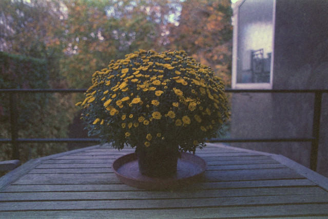 Chrysanthemum. (35mm) | Exp. 02/1991 Ilfocolor Super HR 100.