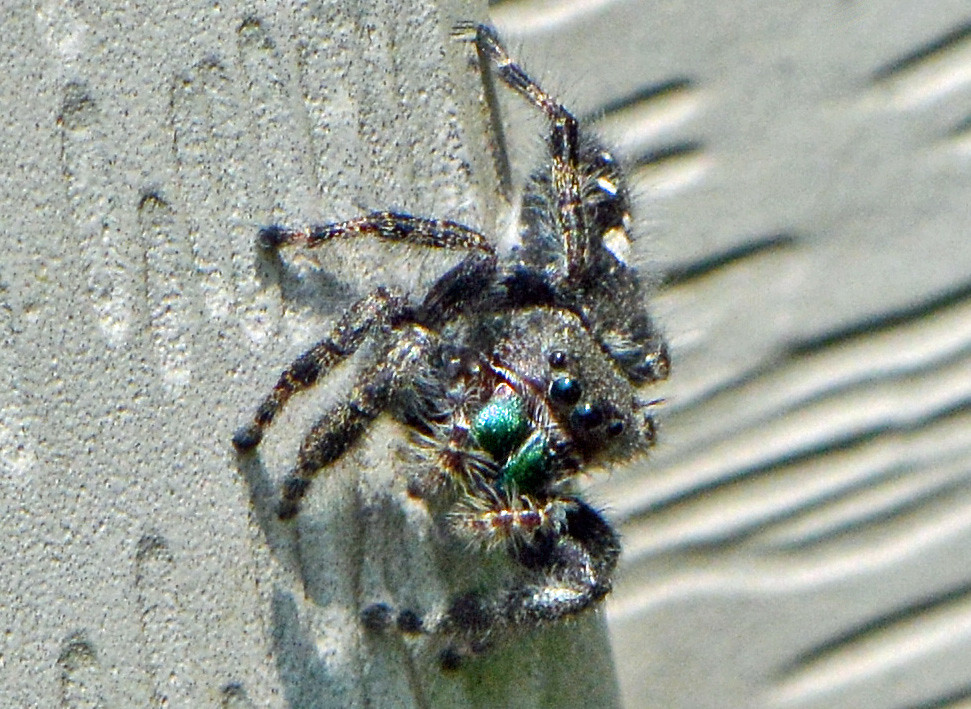 Actually, this bold jumping spider didn't really scare me (Explored)