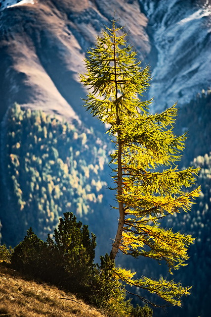 Portrait of an old larch