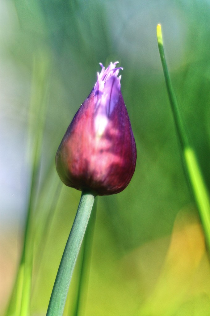 Chives Bud