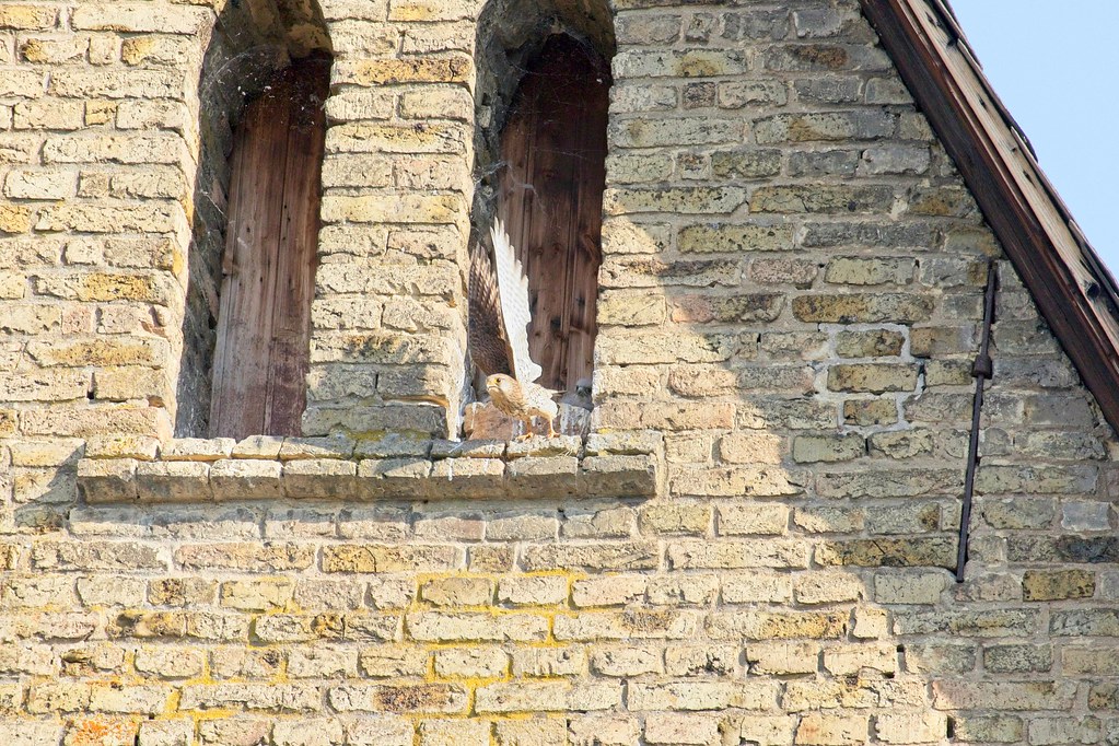 Junge Turmfalken in Nest im Biforium des Giebels der katholischen Kirche Selzen (7.6.23)