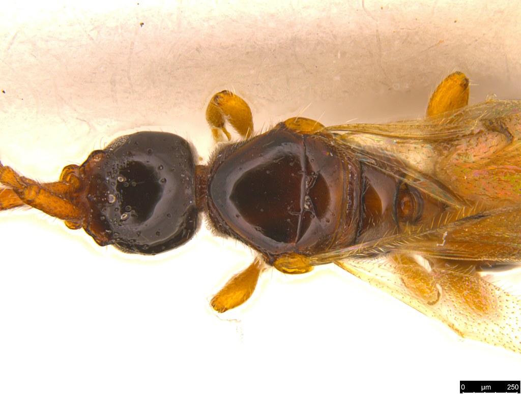 6e - Rostropria spiniventris Early & Naumann, 1990